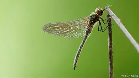 蜻蜓可以当宠物养吗?