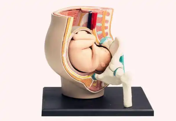 一目了然!胎儿入盆是什么感觉"怎样怀孕"-第1张图片-古田博客