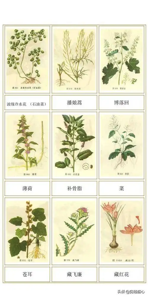 中草药图谱快来收藏吧