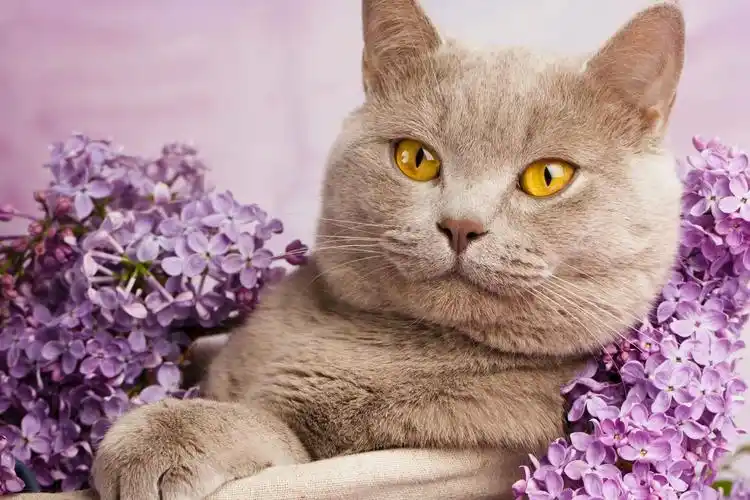 英国短毛猫,黄色的眼睛,肖像,花卉壁纸