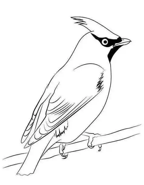 简笔画鸟的画法最简单 既简单又实用45张简笔画线稿资料拿去画吧