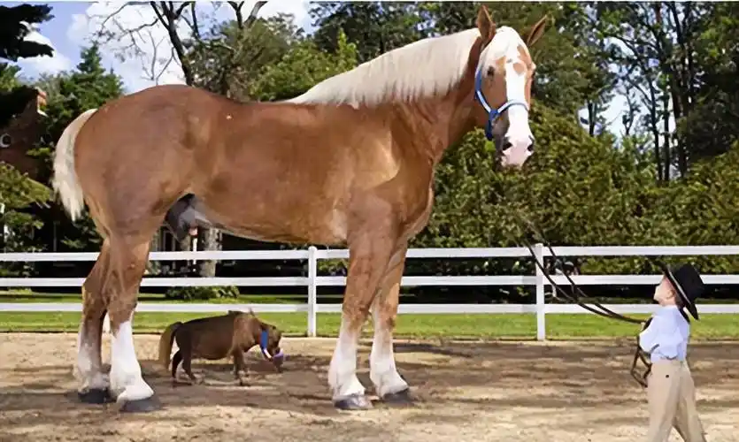 "世界上最大的马"重达一吨,你知道马的体重如何计算出来吗?