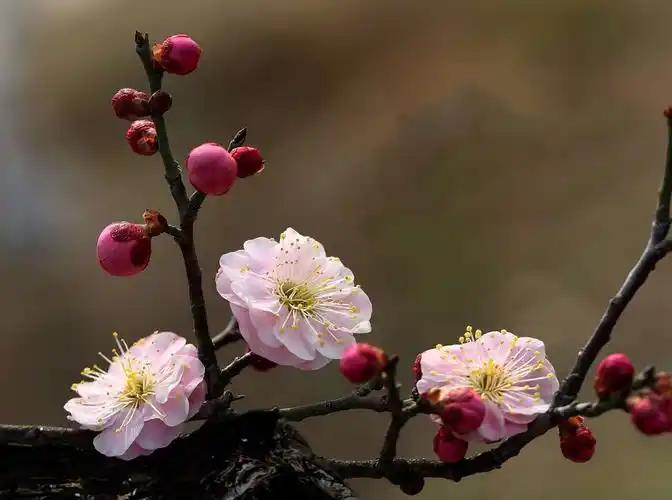 梅花一弄戏风高 薄袄轻罗自在飘 半点含羞遮绿叶 三分暗喜映红袍