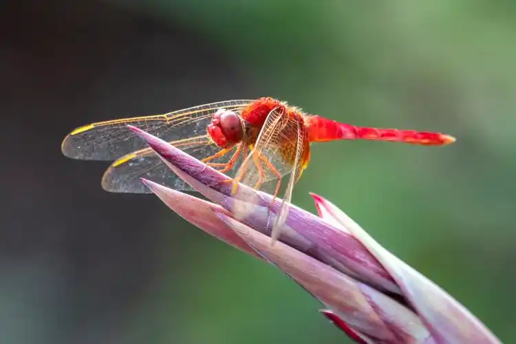 清晨发现一只红蜻蜓在美人蕉上停留着那么的和谐优雅