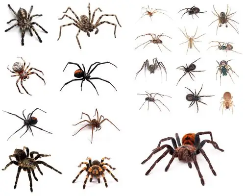 各种蜘蛛摄影高清图片