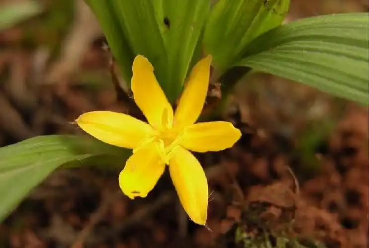 p>仙茅(学名: i>curculigo orchioides gaertn /i>.