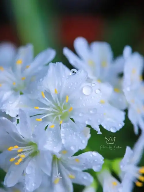 小清新的白色露薇花