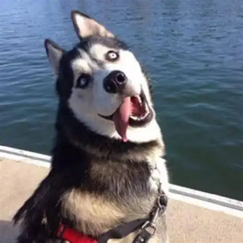 哈士奇图片搞笑表情包抖音哈士奇狗头表情包2022已更新今日热点