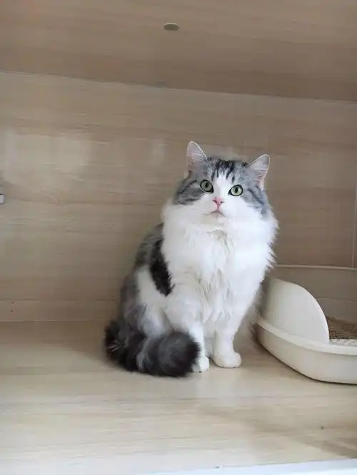 美短起司高地弟弟借配