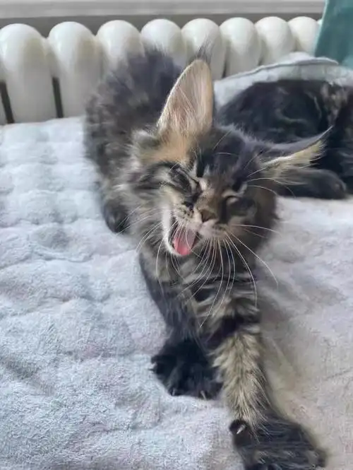 缅因串串免费领养,不介意的来