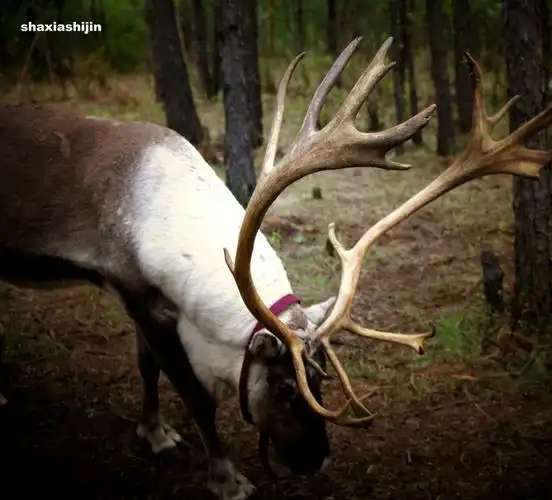 驯鹿角 - 百度百科