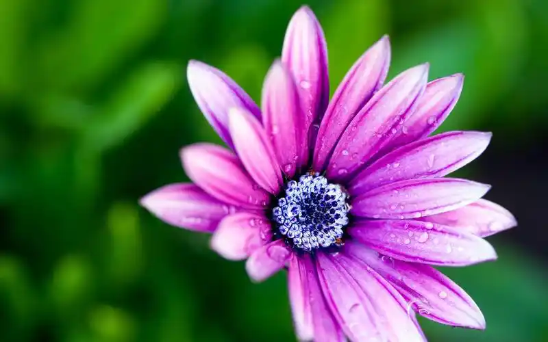 电脑壁纸 花卉 鲜花 小清新花草特写