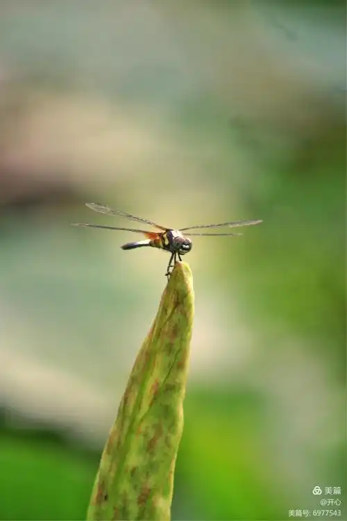 蜻蜓立荷叶