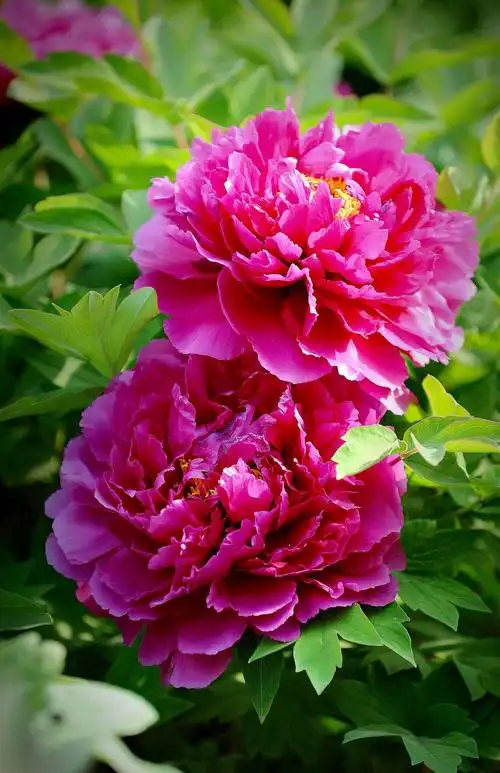 达活泉公园里的牡丹园