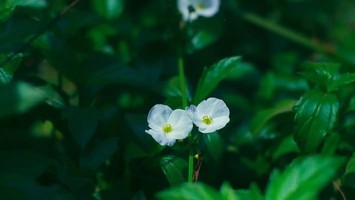 精选小清新花卉图片电脑壁纸