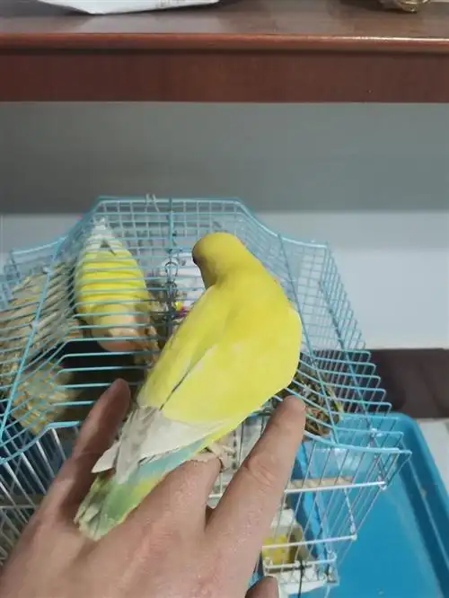 鹦鹉鸟蓝腰黄桃