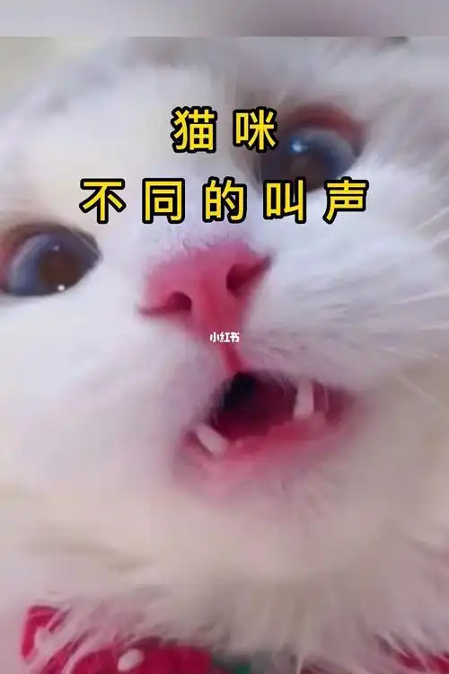 可爱猫咪的不同的叫声