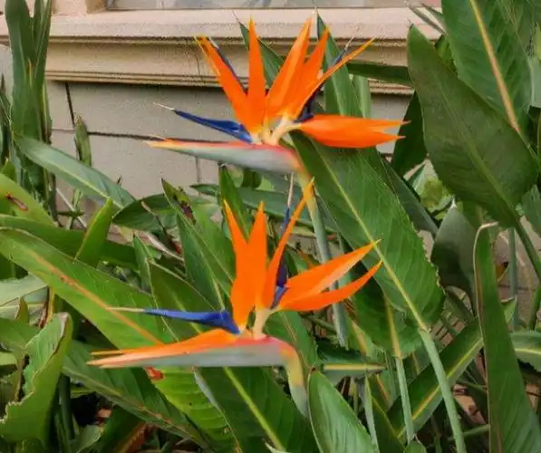 尼古拉鹤望兰(尼古拉鹤望兰能长多高)_植物知识网