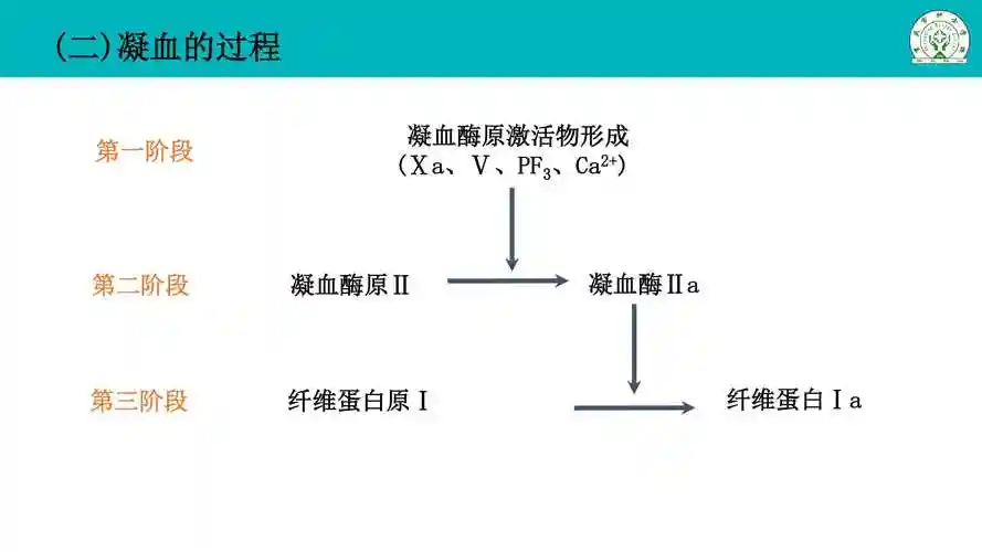 32血液凝固和纤维蛋白溶解所属课程生理学基础