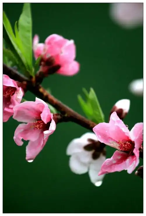 四月最美是桃花