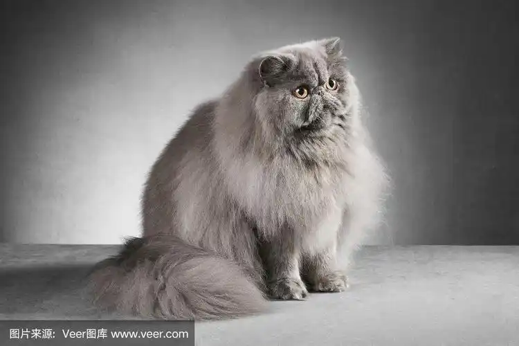 蓝色波斯猫坐着
