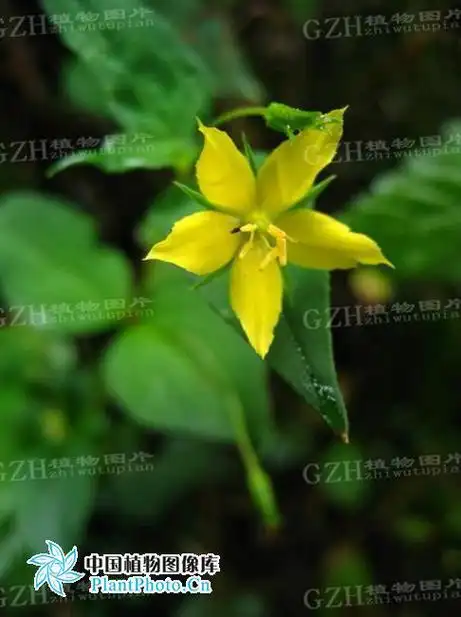 细梗香草(植物)