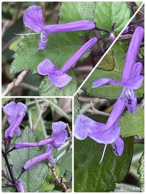 艾氏香茶菜～花卉新宠