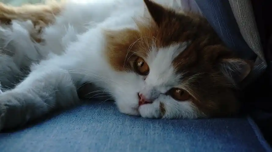 2020-06-16壁纸标签:猫4k壁纸封面图猫壁纸【873】壁纸于2020-06-16