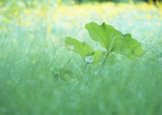 绿色养眼大自然图片