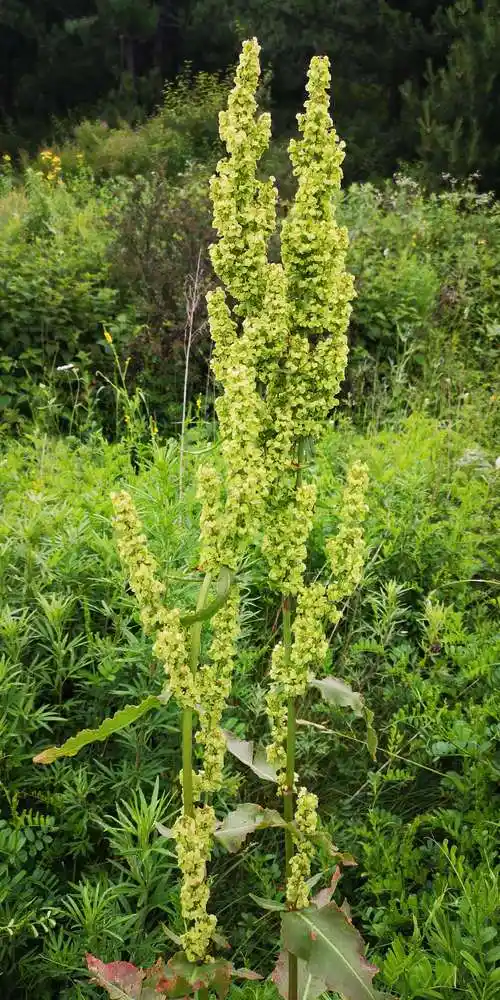 酸模     全草入药,果利尿消肿止痛,止呕,叶外用治疮肿蛇毒.