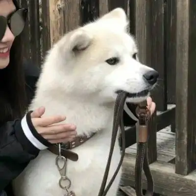 情侣头人和狗狗_情侣头像_我要个性网