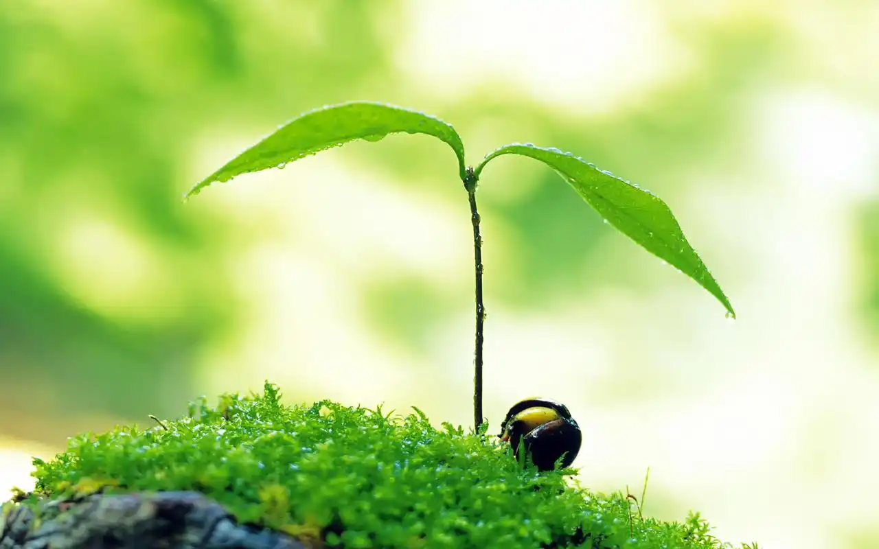 可爱清新护眼绿芽高清桌面壁纸