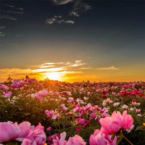 唯美夕阳花海背景图