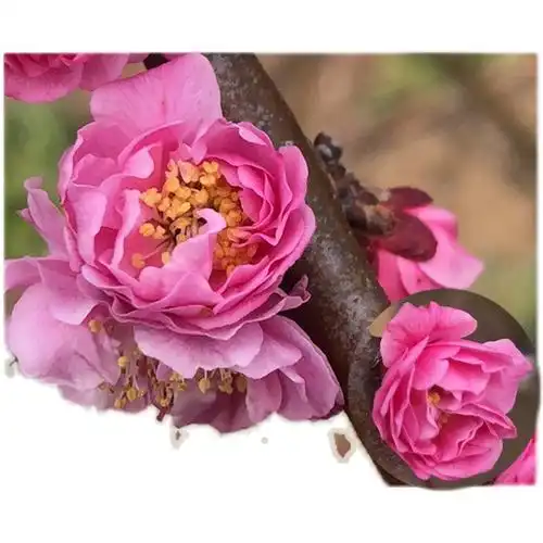 原生丰后梅花稀有名贵品种实生树苗盆地绿植花卉