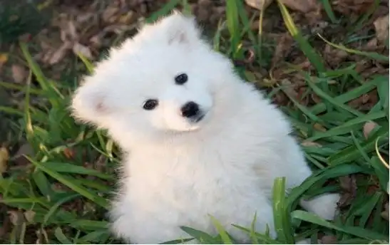 萌犬来袭盘点世界上最可爱的狗狗