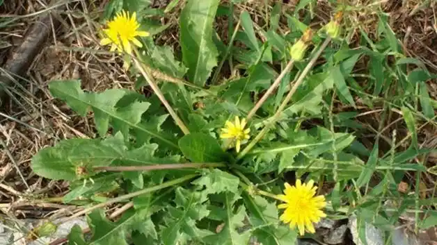 野蒲公英长什么样子