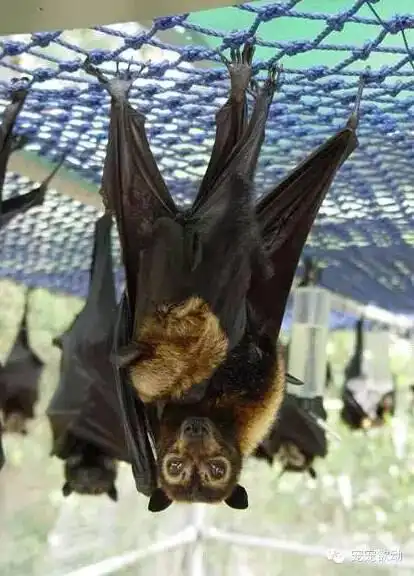 大蝙蝠_关岛大蝙蝠