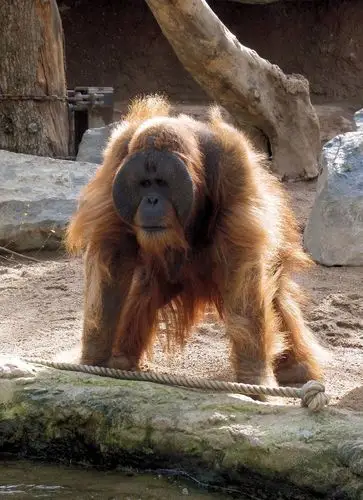 orang utan (2): "hey, junior, was hast du da?