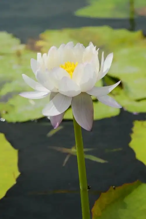 没想到你竟然是这样一朵白莲花!——辰山澳洲睡莲梦幻变色