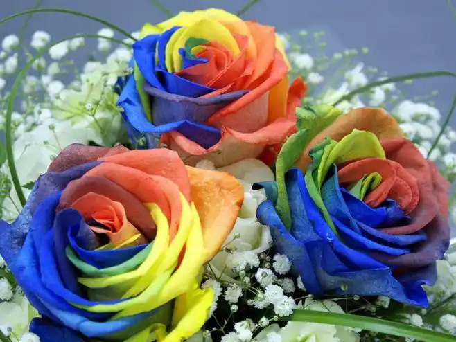 七彩玫瑰(七色彩虹花)