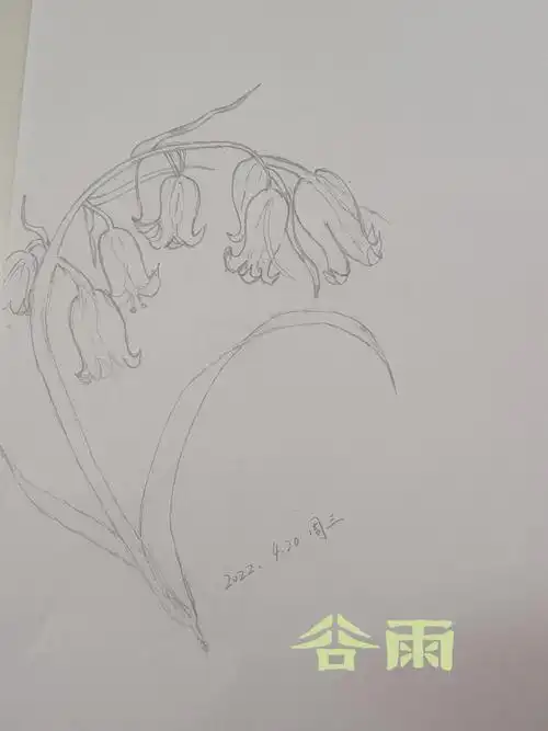 业余爱好临摹花草1蓝铃花