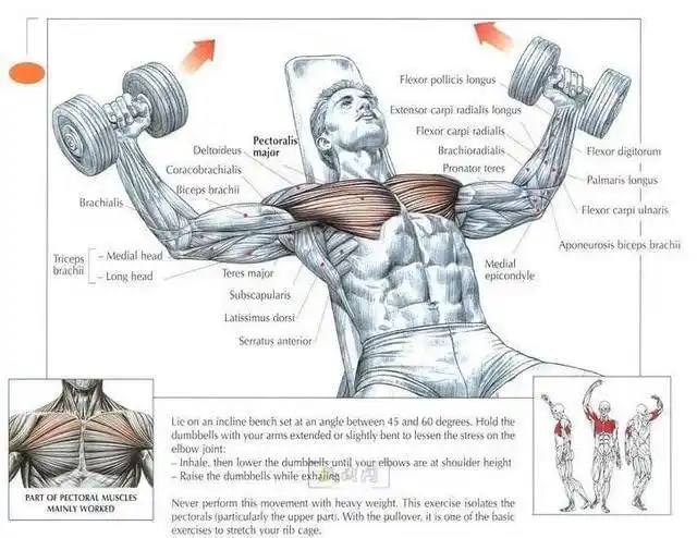 胸肌上立水杯 这几个动作教你打造硕大胸肌