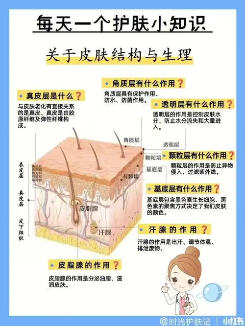 想要皮肤好,护肤必知皮肤基础知识,了解皮肤的结构与生理,对症护理,不