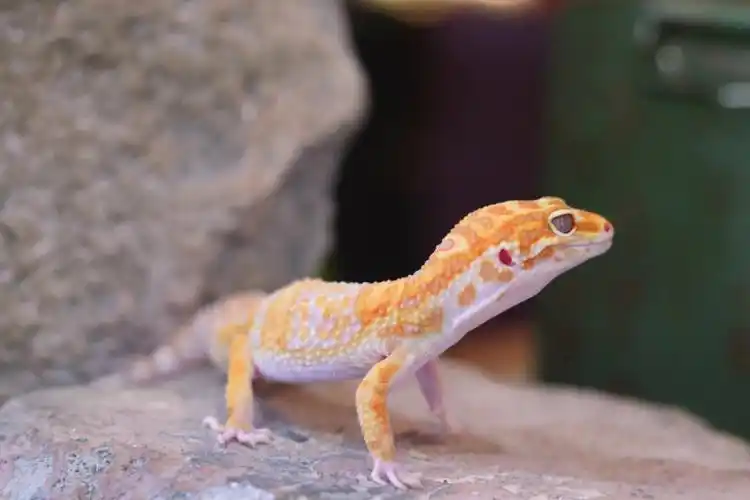 豹纹守宫摄影1男明星照片