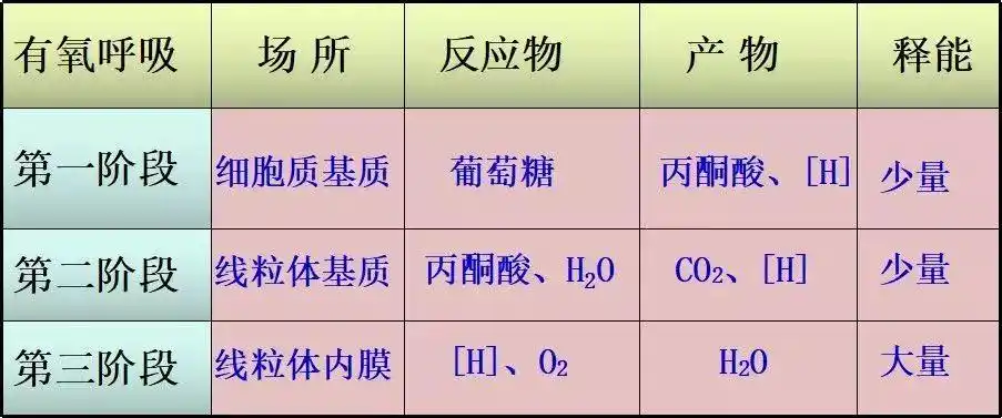 高中生物:细胞呼吸重难点专题_有氧