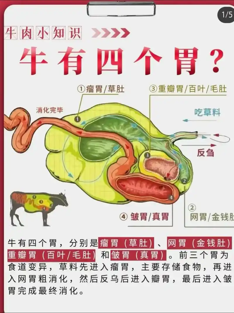 牛有四个胃 分为 瘤胃 网胃 皱胃 瓣胃 - 抖音