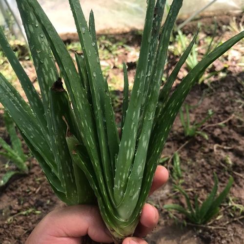 中华芦荟 库拉索芦荟 芦荟盆栽 斑纹芦荟  美容 盆栽 植物可食用