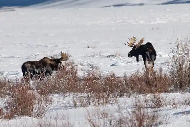 新疆昌吉市:野生天山马鹿雪地漫步觅食