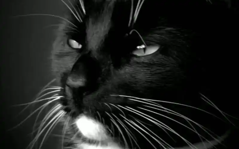 不一样的猫猫壁纸霸气竖屏猫界大战即将开启