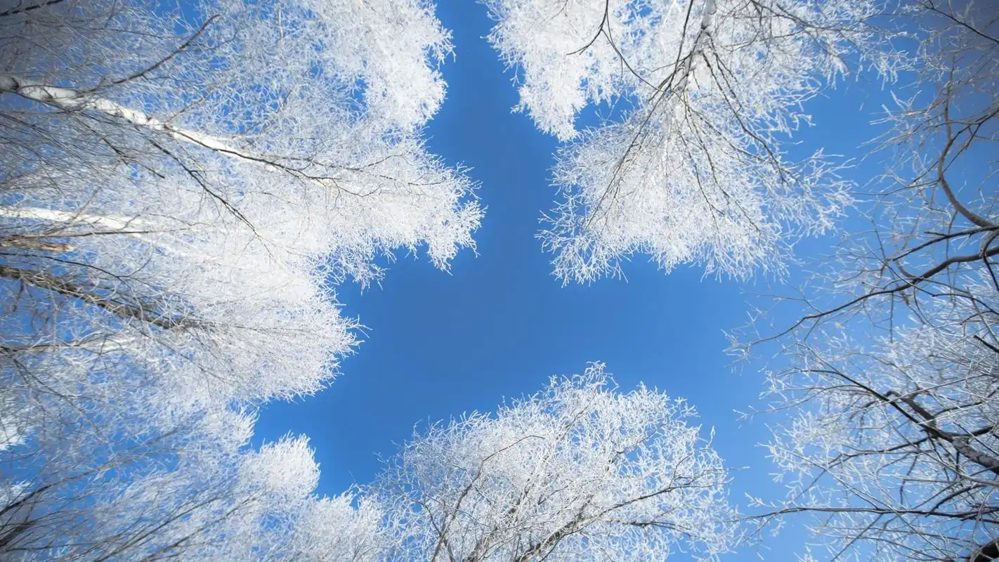 唯美雾凇林绝美自然风光高清壁纸